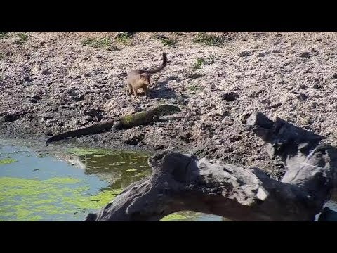 Djuma: Slender Mongoose leery of Water Monitor Lizard - 14:40 - 05/23/19