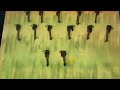 Sesame Street 13 Turkeys