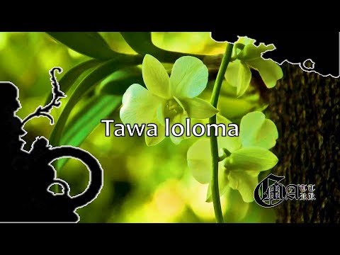 Tawa loloma with lyrics