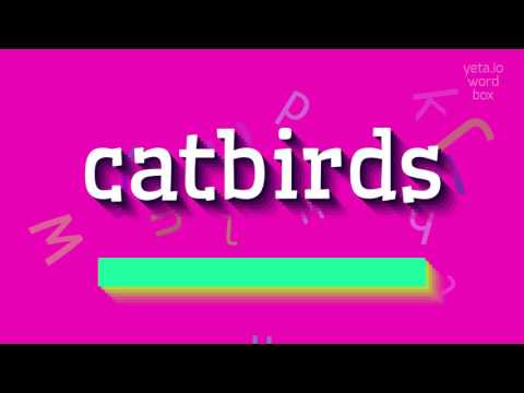 CATBIRDS - HOW TO SAY CATBIRDS?