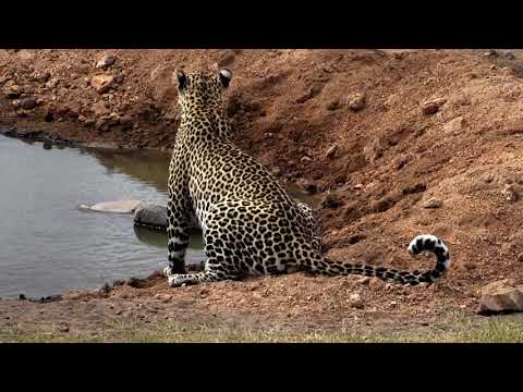 Djuma: Hosana male leopard - 12:32 - 08/28/18
