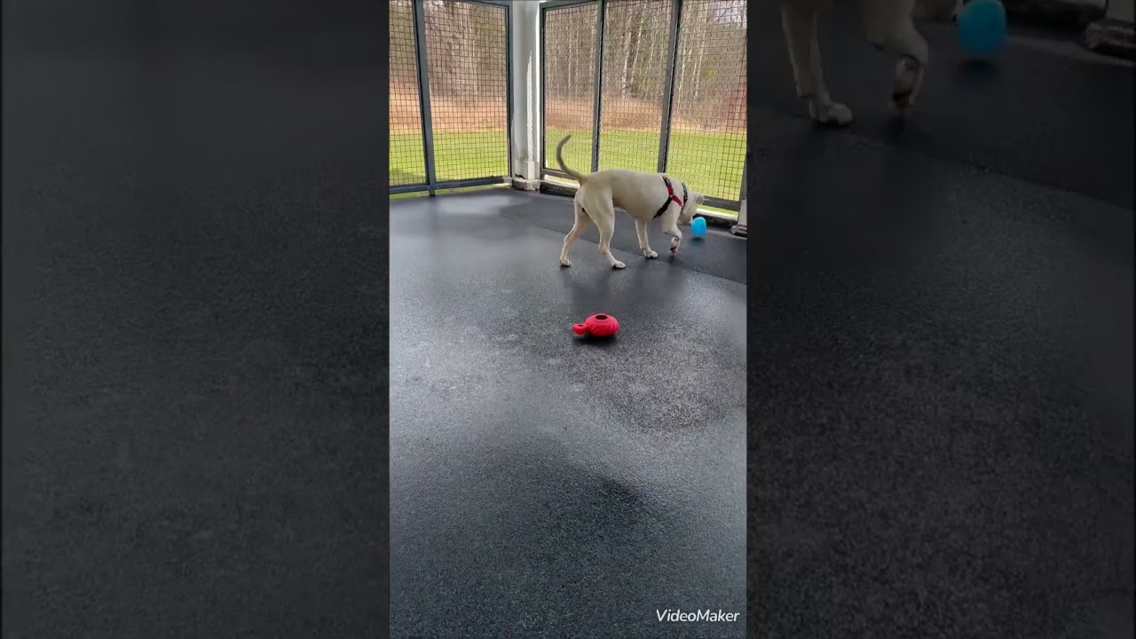 Enlarge Captain Patch Sparrow, a ADOPTABLE mixed breed in Ithaca, NY video 6/6