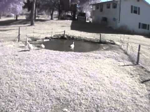 Vicious bobcat attack on our ducks! Not for the faint of heart!