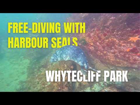 Free-diving with Playful Harbour Seals, Whytecliff Park