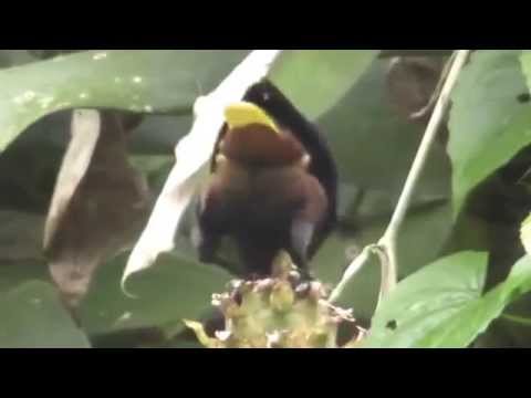 Chestnut headed Oropendola