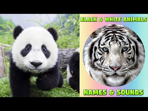 Black and White Animals for Kids - Animal Video for Children and Preschoolers #animalnames #kids