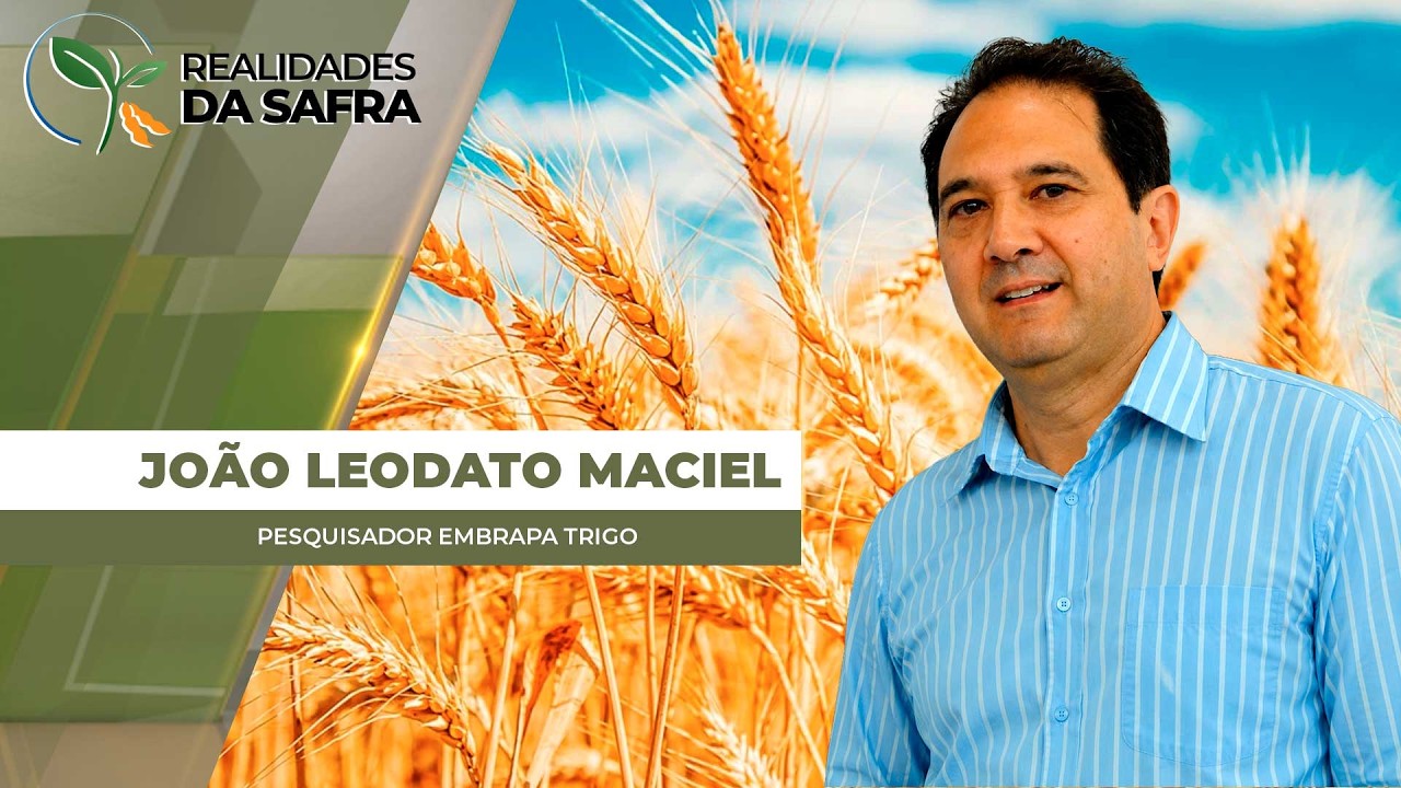 Estudo avalia resistência de cultivares de trigo à brusone