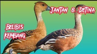 Download lagu 🔴suara pikat burung belibis terbaru [] pemikat ampuh untuk panggil burung liar auto datang...!!! mp3