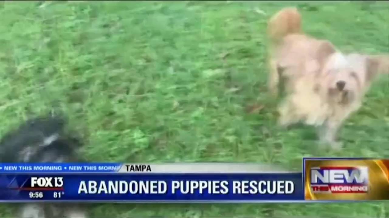 Francesca & Casanova