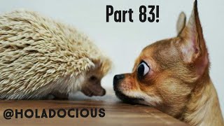 Hood Animal Voiceovers Part 83!