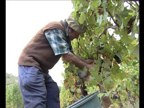 Vendénhas a Claravals a cò de Lucien Cayrouse