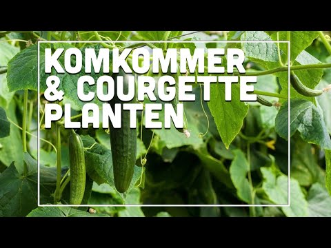 , title : 'Komkommer en courgette planten! - Maxim's Moestuin #24'