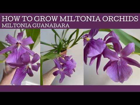 , title : 'How to grow Miltonia orchids: and how to get Miltonia guanabara to flower!'