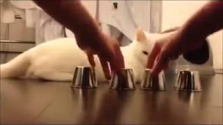 Clever cat always guesses