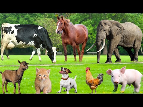 Compilation of Farm Animals: Cat, Cow, Sheep, Dog, Chicken, Horse, Elephant - Farm Animal Sounds