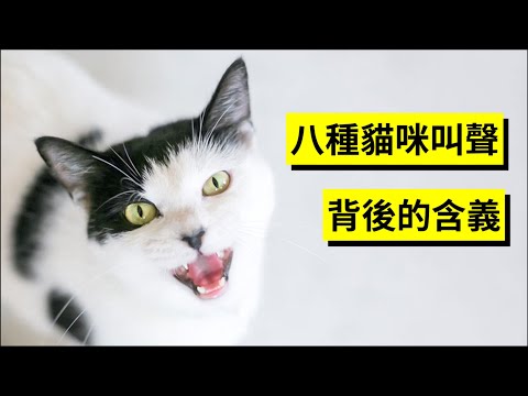叫 意思