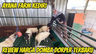 Download lagu LATEST DORPER F1, F2, FB SHEEP PRICE REVIEW JUNE 26, 2026 AT AYANA FARM KEDIRI mp3