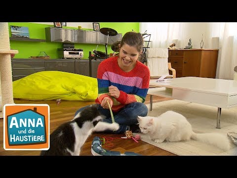 Tierheimkatze  | Information für Kinder | Anna und die Haustiere