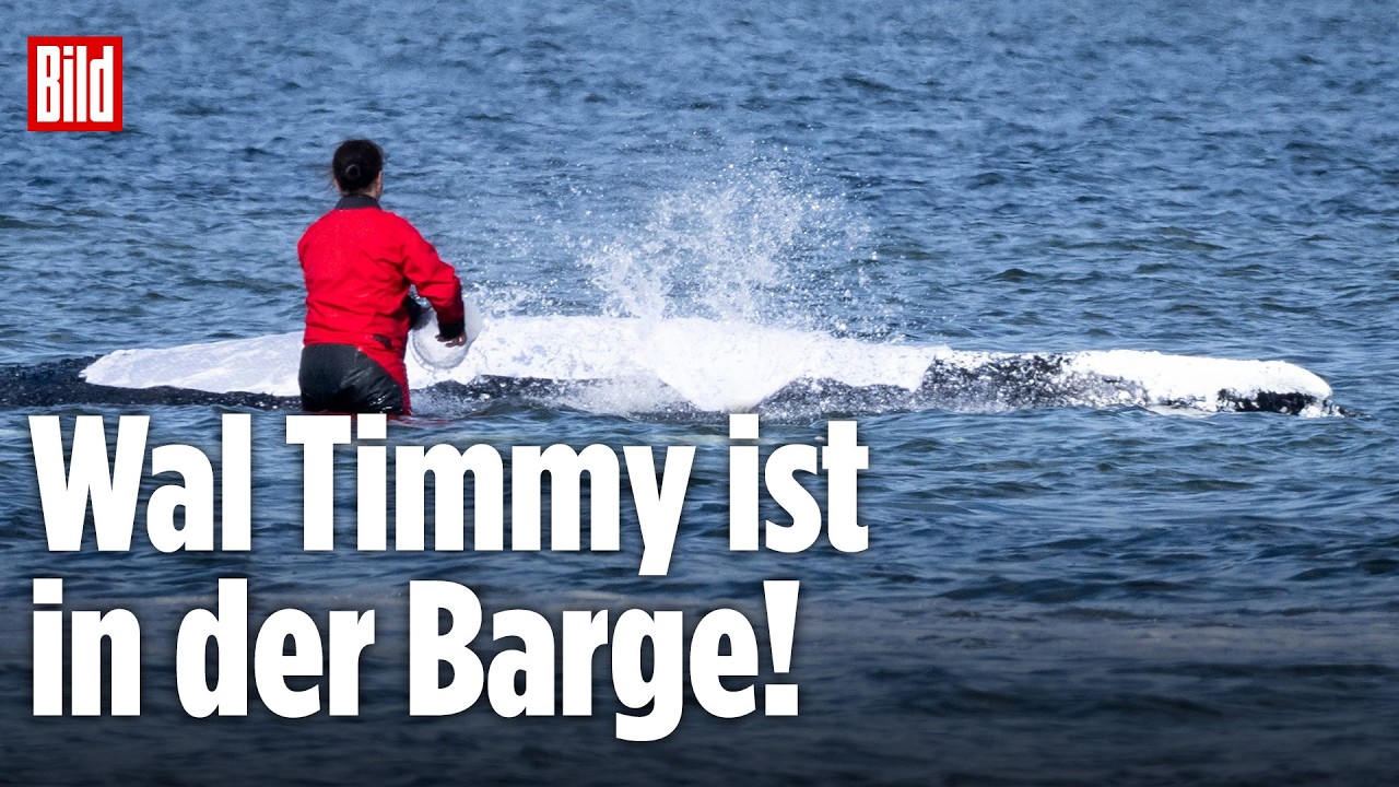 🔴 Tag 29 im Wal-Drama: Die heiße Phase der Rettung von Buckelwal Timmy läuft