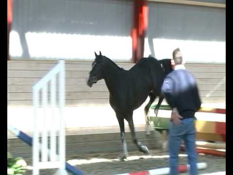 Balou AGG (Balou du Rouet/Lacantus/Wladimir)