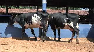 Vídeo 69 - 1ª ETAPA MEGA LIQUIDAÇÃO TOTAL AGROPECUÁRIA MARAJOARA - DIA 4 | GADO GIROLANDO E HOLANDÊS