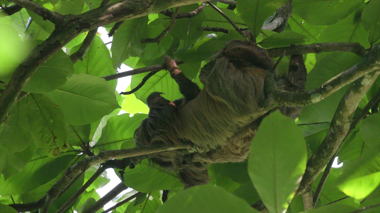 Mother and Baby 2-toed Sloths Napping