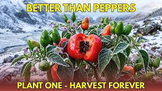 Grow This “Forever Pepper” Once &amp; Harvest for 15 Years (Cold-Hardy Secret)| health awareness