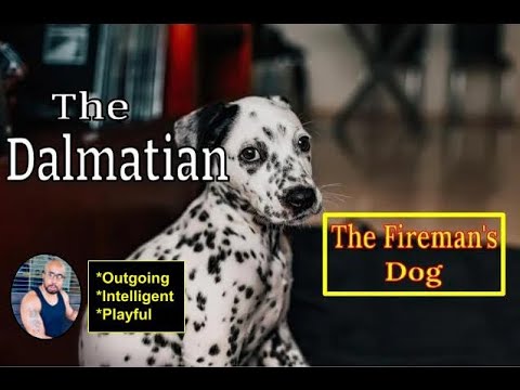 #Dalmatian "The Firemans Dog" The Real Truth about this Dog Breed