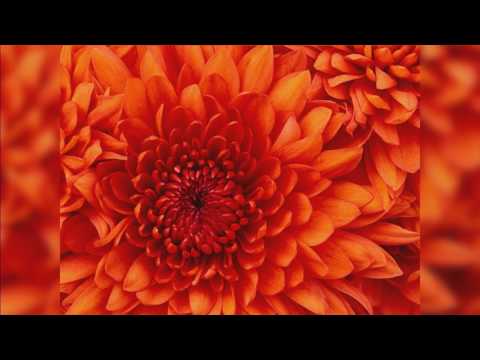 Love Like Mountains cover