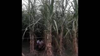 Sugarcane seeds introduction in information