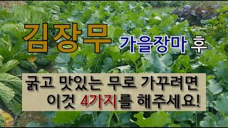 김장무 가을 장마 후 굵고 맛있는 무로 가꾸려면 이것 4가지를 해주세요! #김장무 굵게 키우기 #김장무 잘 …