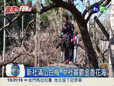 越冷越開花! "梅花隧道"飄清香