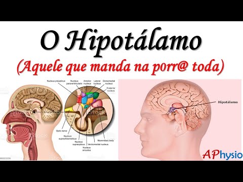 The Hypothalamus - The Wizard of the Diencephalon