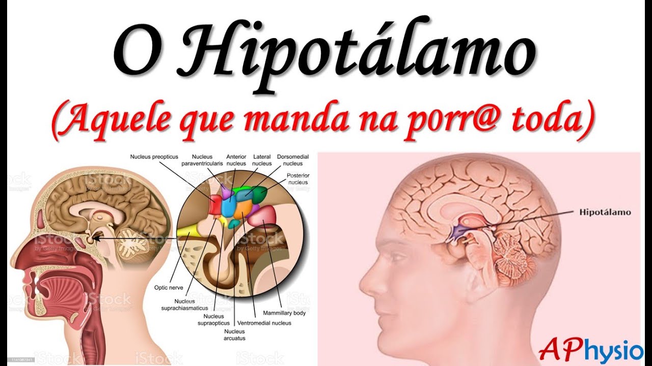 O Hipotálamo - O mago do diencéfalo