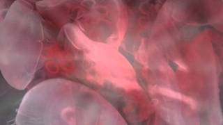 Burning Heart by Vandenberg