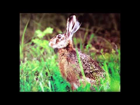 18 Zając na pokocie