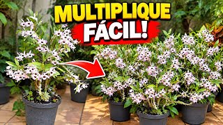 🌸 Como Multiplicar Orquídea Fácil!