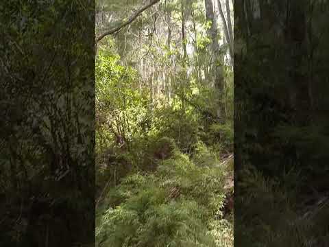 Trekking por los bosques de Arrayanes Bariloche Río Negro Argentina