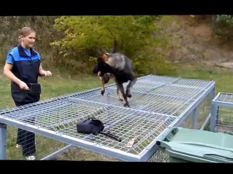 download lagu mp3 mp4 Z Jirkova Dvora Kennel, download lagu Z Jirkova Dvora Kennel gratis, unduh video klip Z Jirkova Dvora Kennel