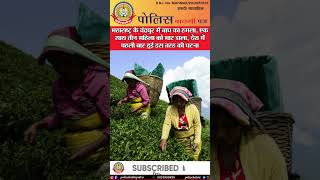 🔴चंद्रपुर में बाघ का कहर: पहली बार एक साथ तीन महिलाओं की मौत!