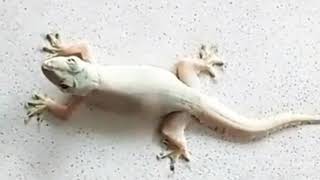 Download lagu SUARA CICAK GACOR mp3 Download lagu SUARA CICAK GACOR mp3