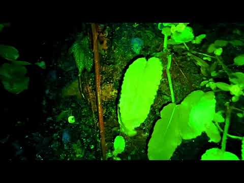 CTAFAD - Volume (Music Video)