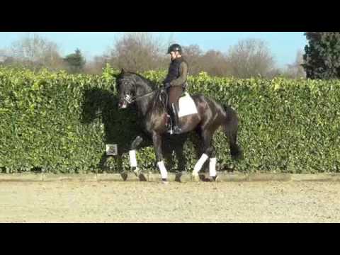 2010 mare by san amour 14122016 trot