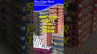 Download lagu DOC Bibit Ayam Broiler Dan Petelur Terbaik @ Info WA 0896-3640-3099 mp3 Download lagu DOC Bibit Ayam Broiler Dan Petelur Terbaik @ Info WA 0896-3640-3099 mp3