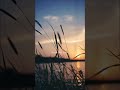 Tu Mera Koi Na Hoke Bhi Kuch Laage Status Arijit Singh Song WhatsApp Status Video Shorts