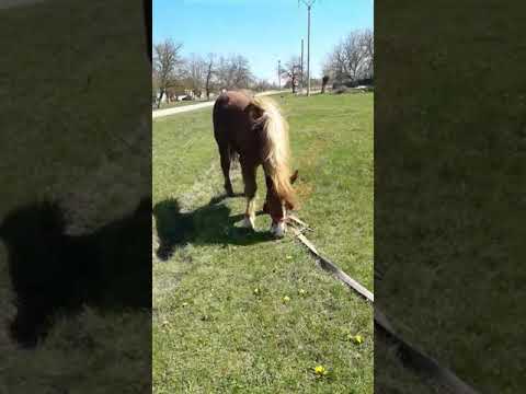 Cai un minz de 9 luni