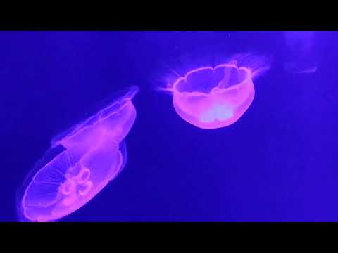 All About Jellyfish for Kids: Jellyfish for Children