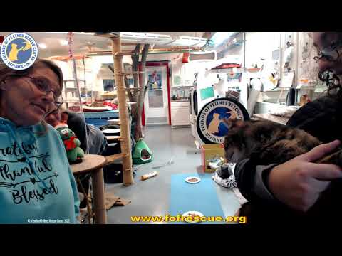 Adoption of Karleen 12-09-2021 - Friends of Felines Rescue Center (FFRC)