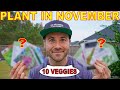 10 Veggies You Can STILL Plant In November For A Beautiful Fall Garden