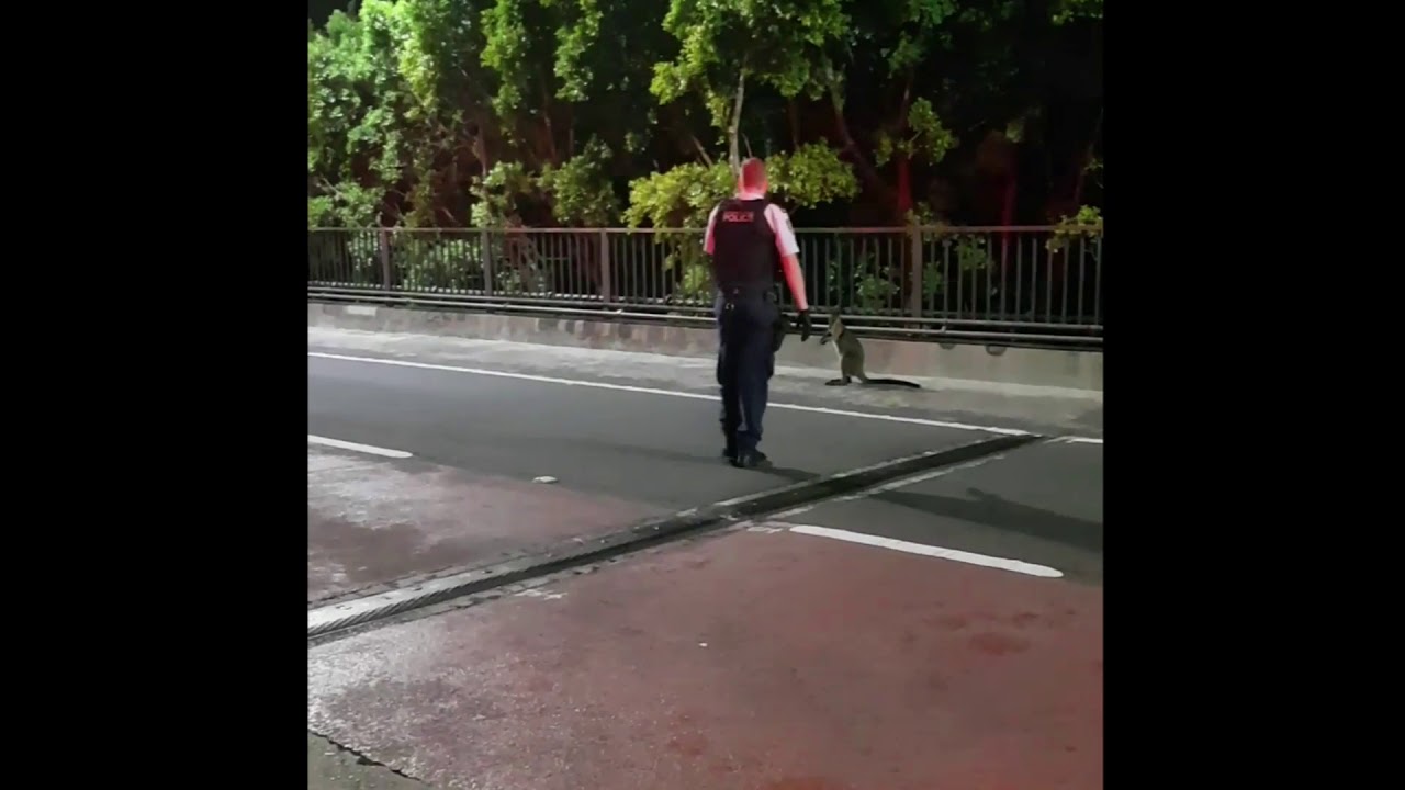 Wallaby on Harbour Bridge